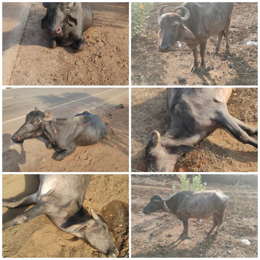 मुंबई-गोवा महामार्गावर भीषण अपघात; पाच म्हशींना अज्ञात वाहनाची धडक, ३ ठार