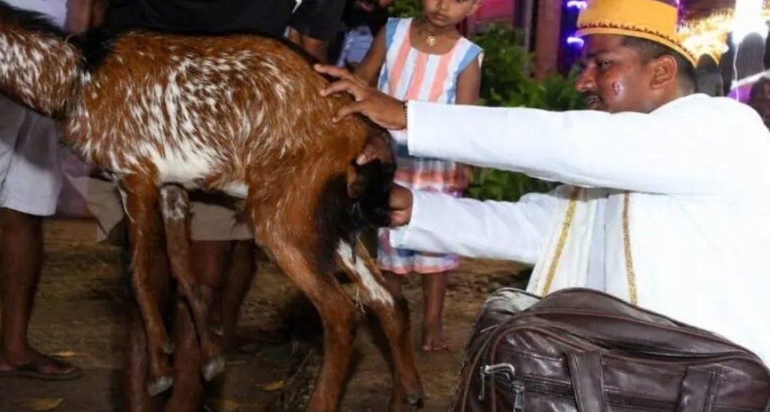 पुण्यवचनावरून उठून केला बकरीचा उपचार