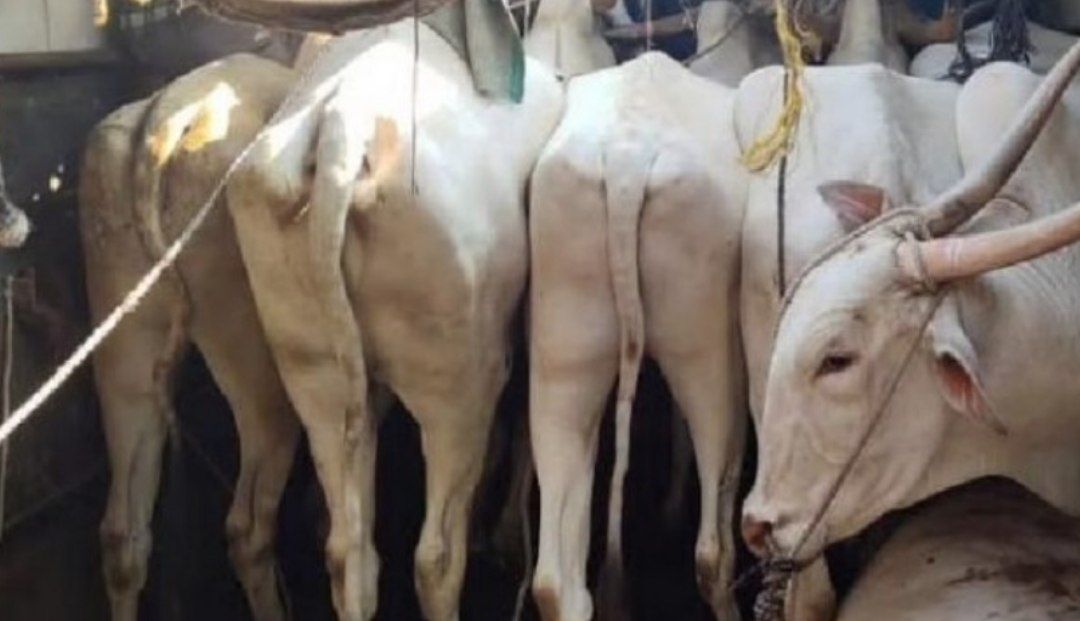 गुरांची वाहतूक करणारे दोन टेम्पो जप्त