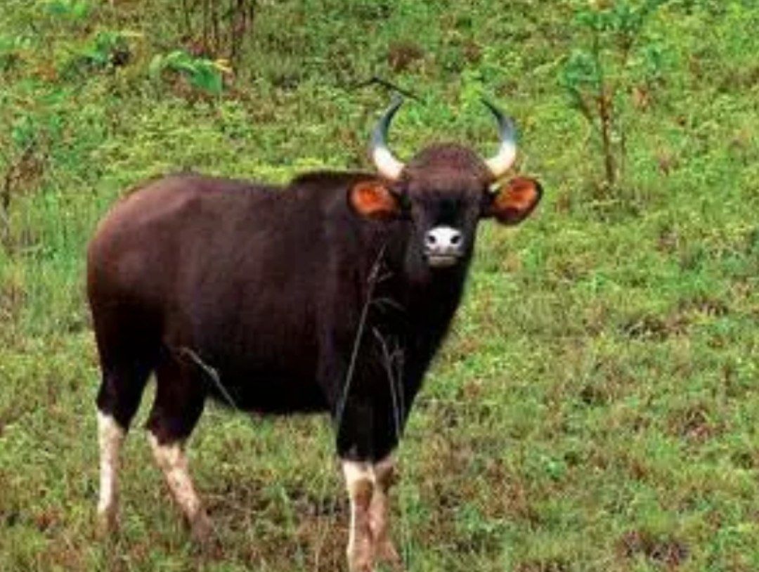 देवली माळरानावर गव्यांचा कळप, वन विभागाने उपाययोजना करावी